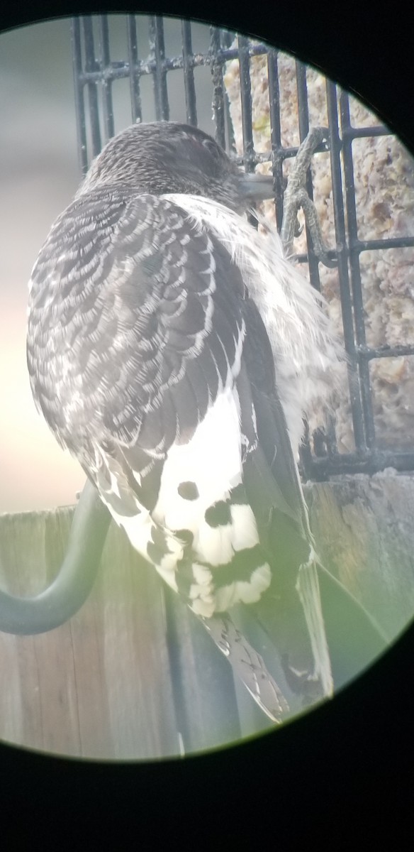 Red-headed Woodpecker - ML645401814