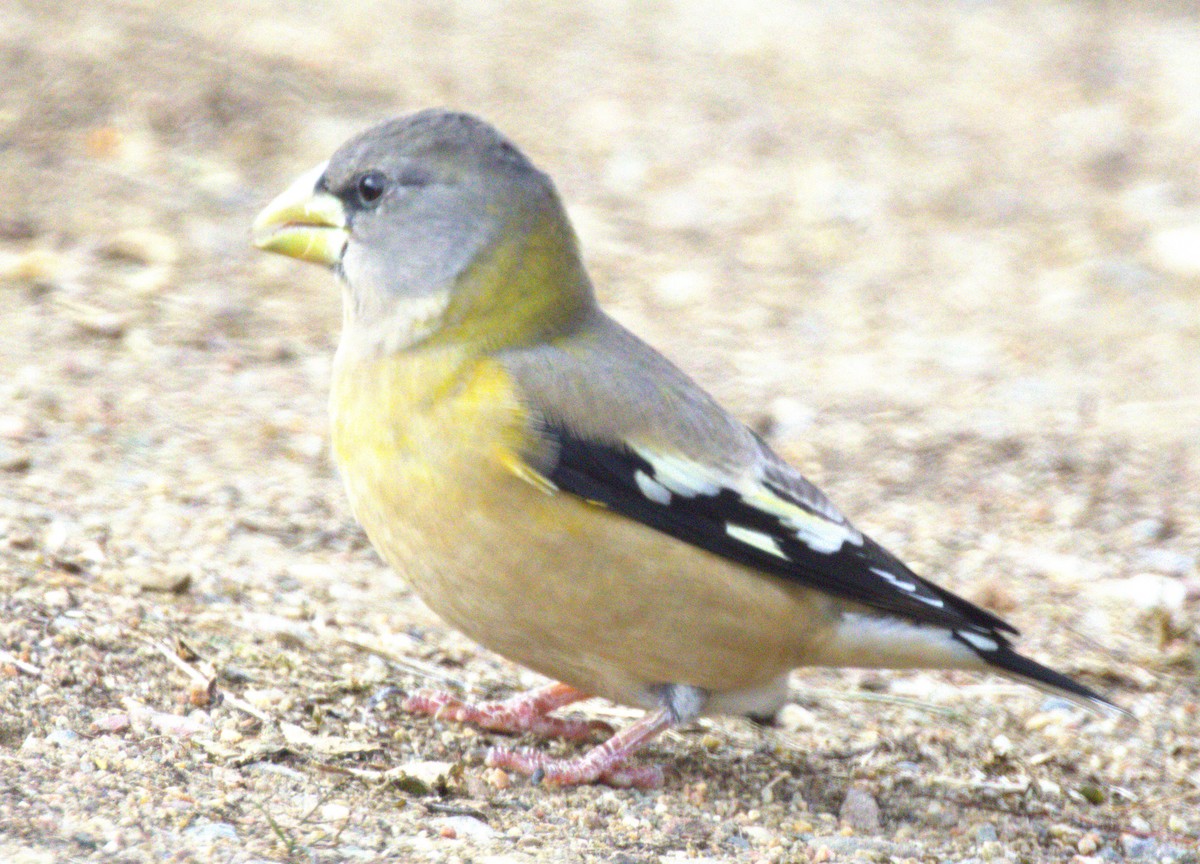 Evening Grosbeak - ML645401821