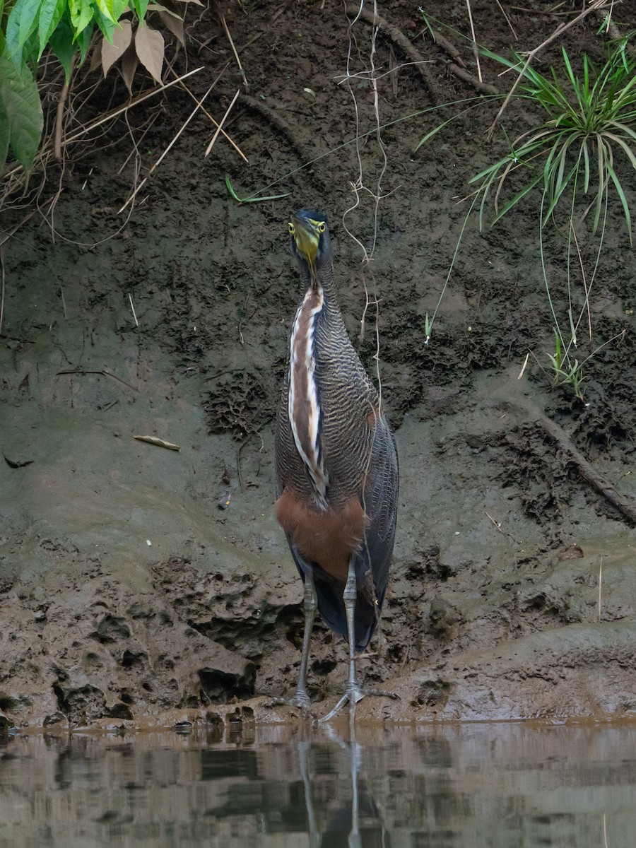Bare-throated Tiger-Heron - ML645401834