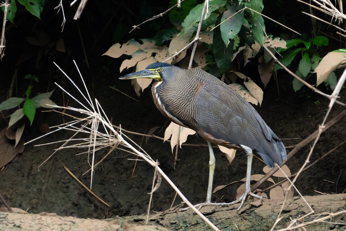 Bare-throated Tiger-Heron - ML645401835