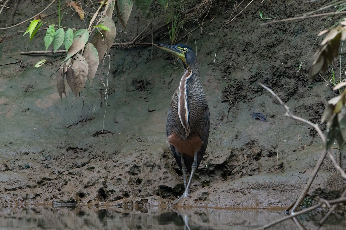 Bare-throated Tiger-Heron - ML645401836