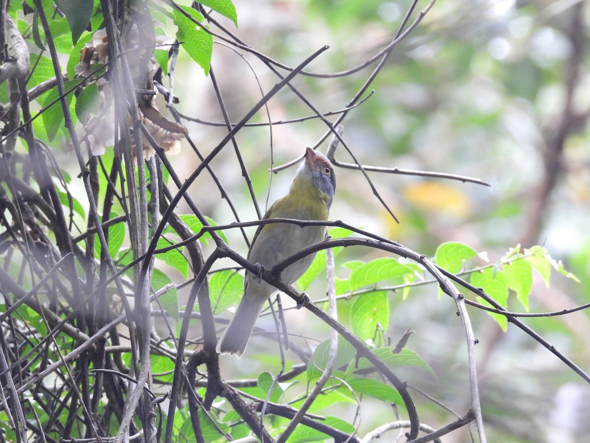 Rufous-browed Peppershrike - ML645401840