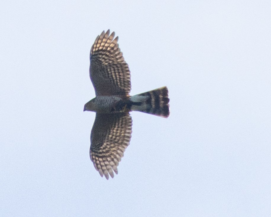 Sharp-shinned Hawk - ML645401845