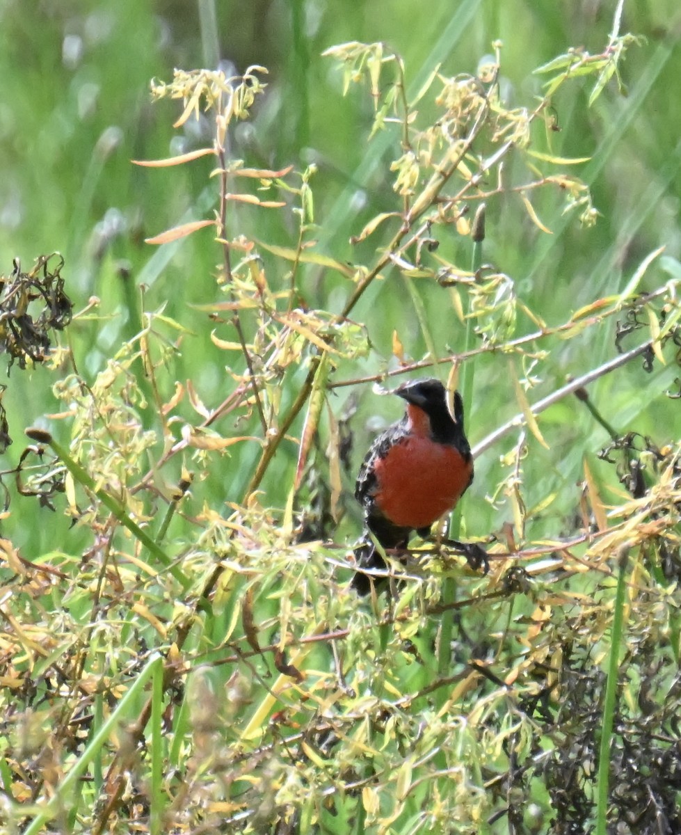 Red-breasted Meadowlark - ML645401849