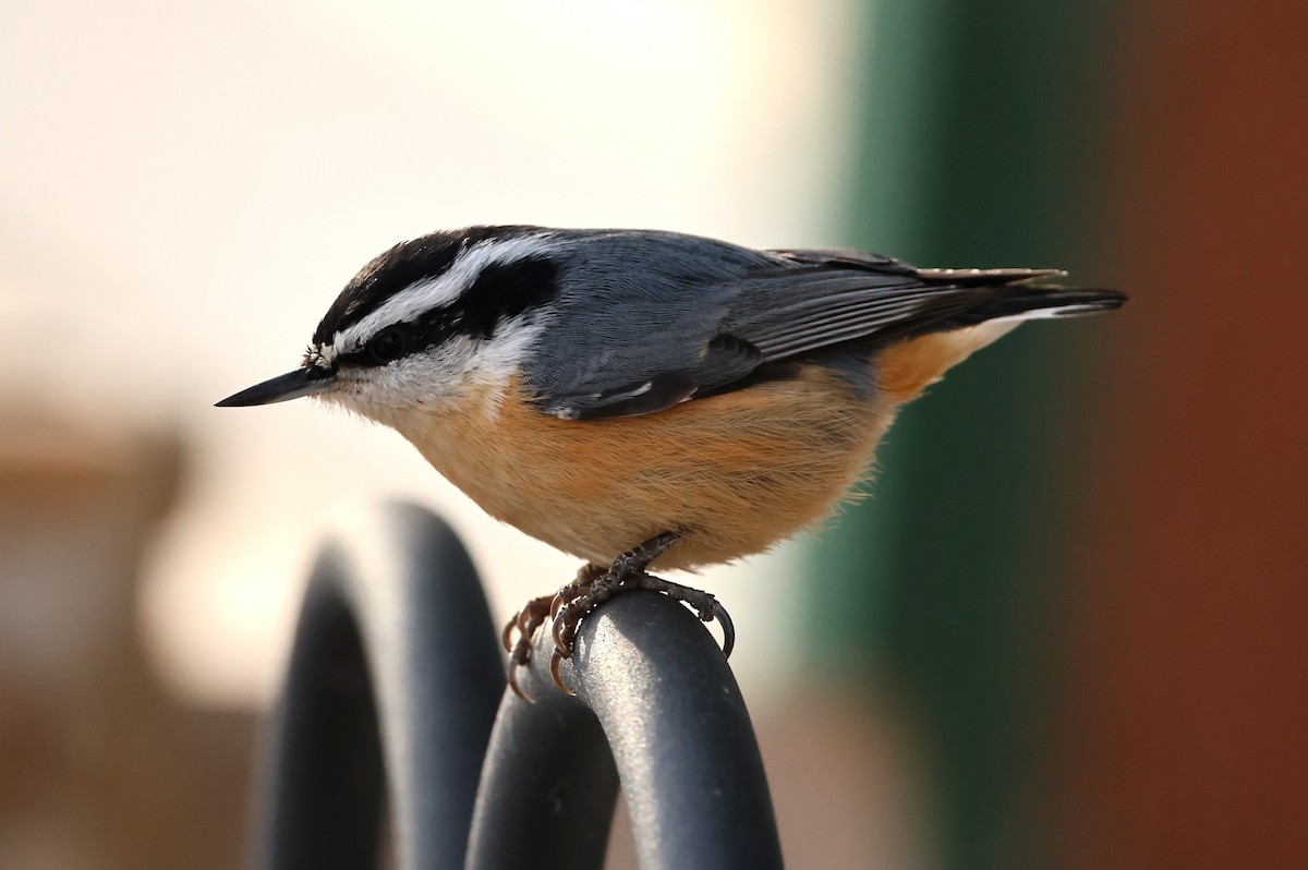Red-breasted Nuthatch - ML645401850