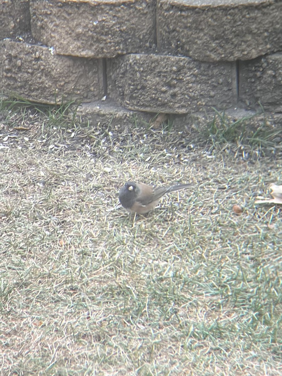 Dark-eyed Junco (Oregon) - ML645401863