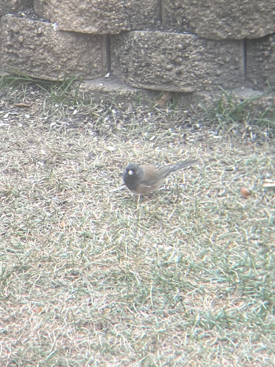 Dark-eyed Junco (Oregon) - ML645401864
