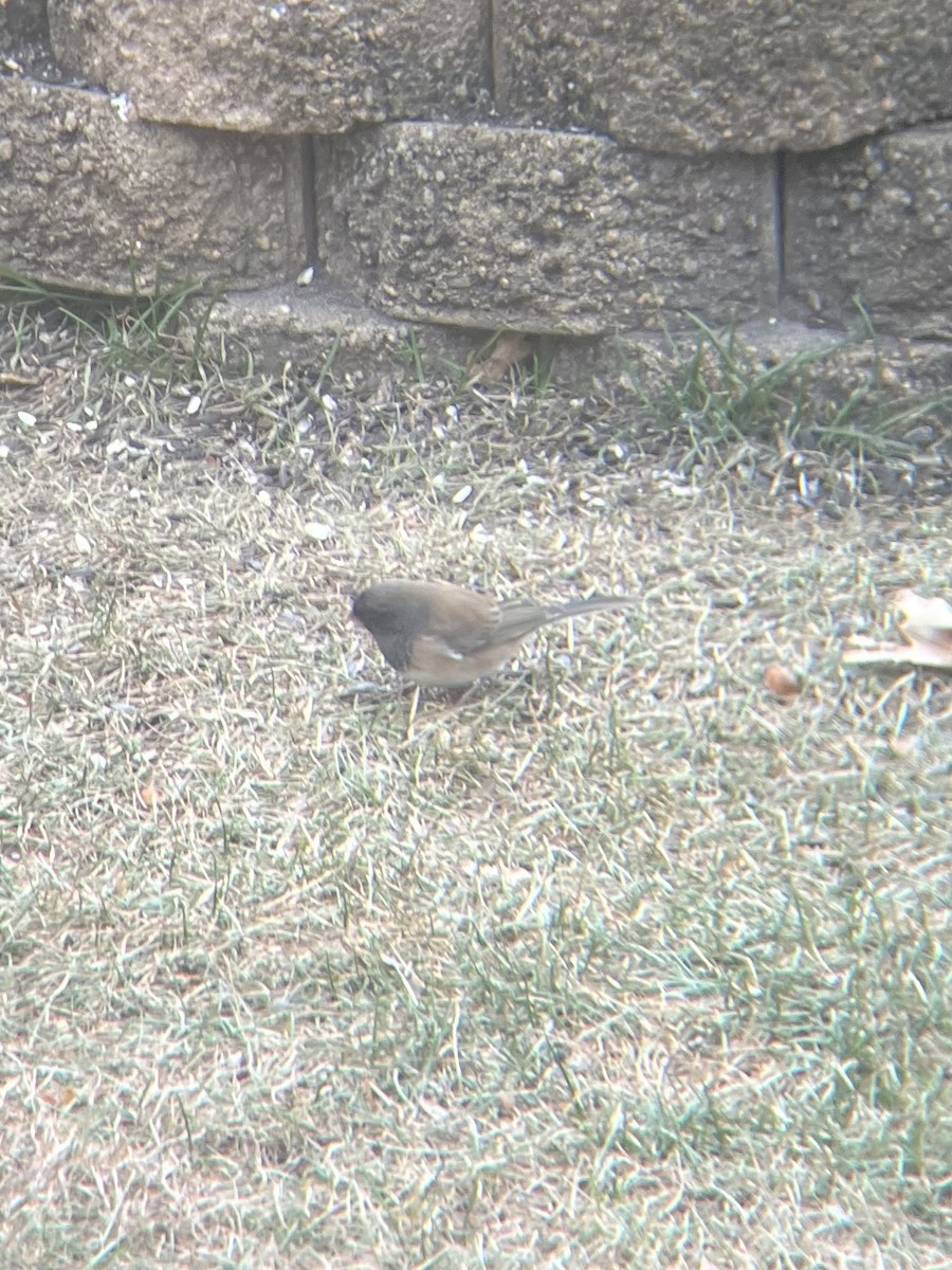 Dark-eyed Junco (Oregon) - ML645401865