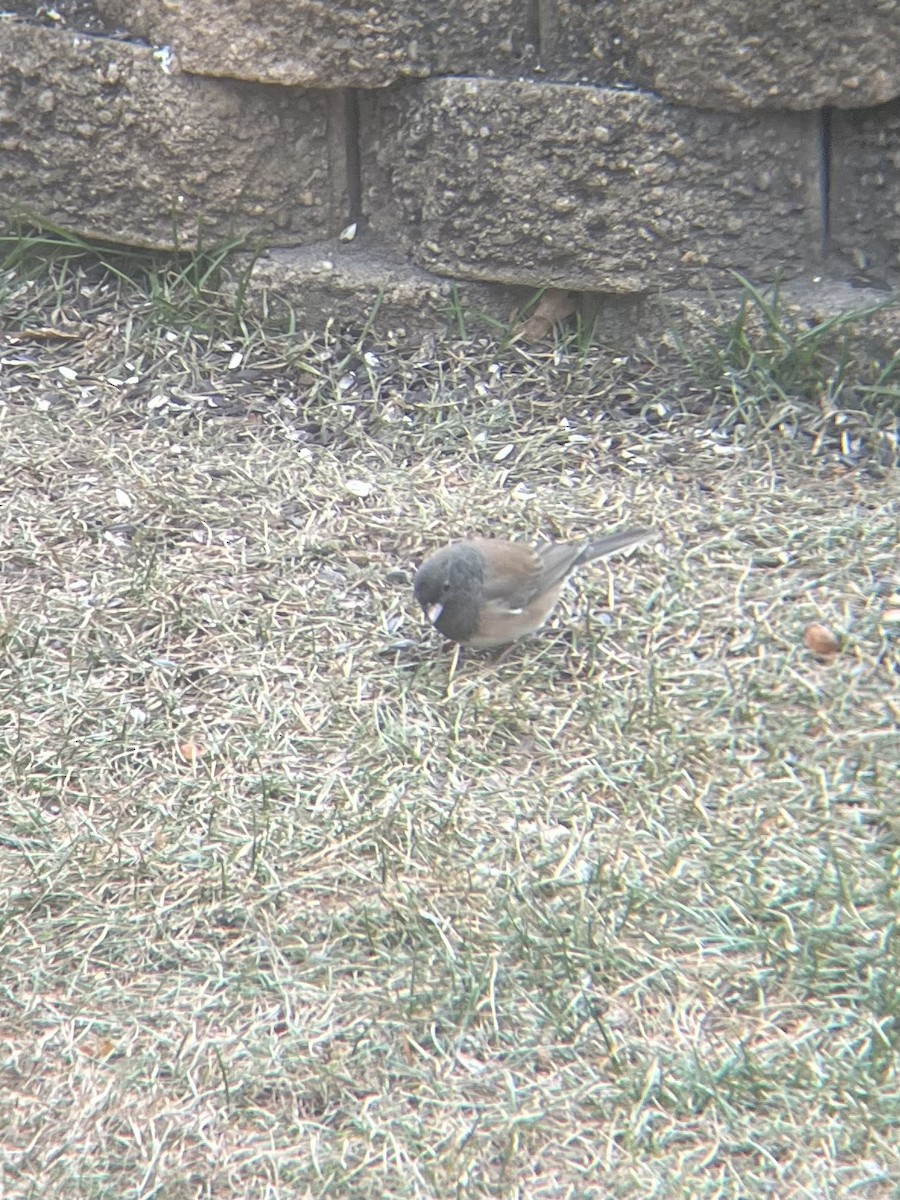 Dark-eyed Junco (Oregon) - ML645401866
