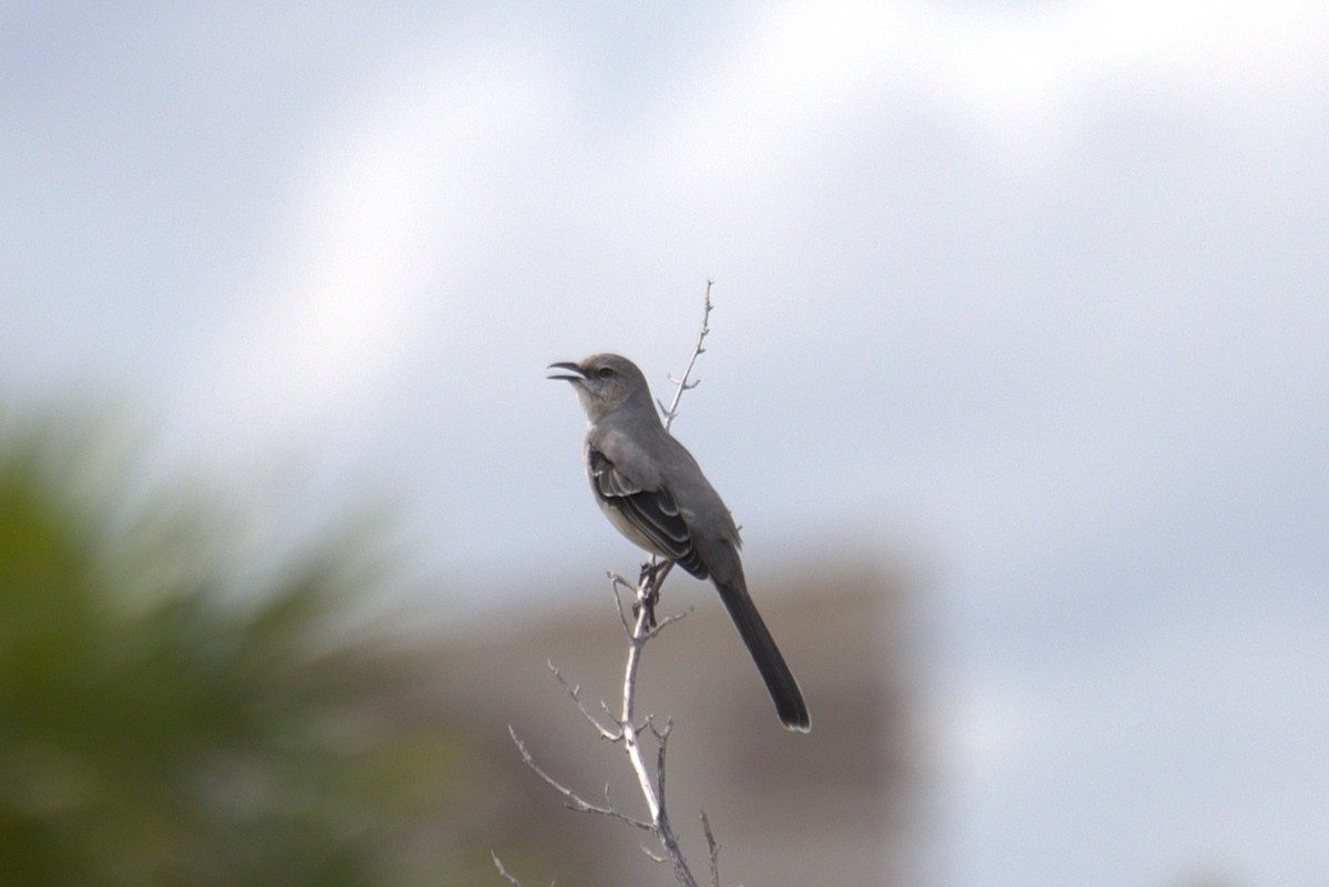 Tropikal Taklitçi - ML645401891