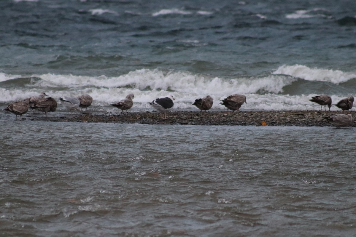 Büyük Kara Sırtlı Martı - ML645401892