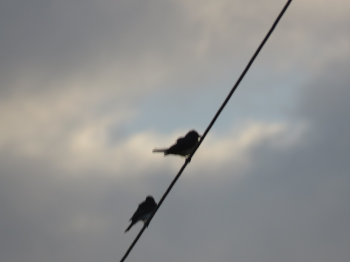 Tirano Oriental - ML645401899