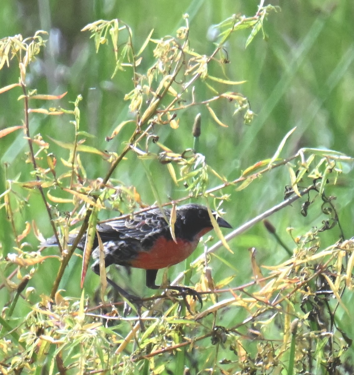 Red-breasted Meadowlark - ML645401909