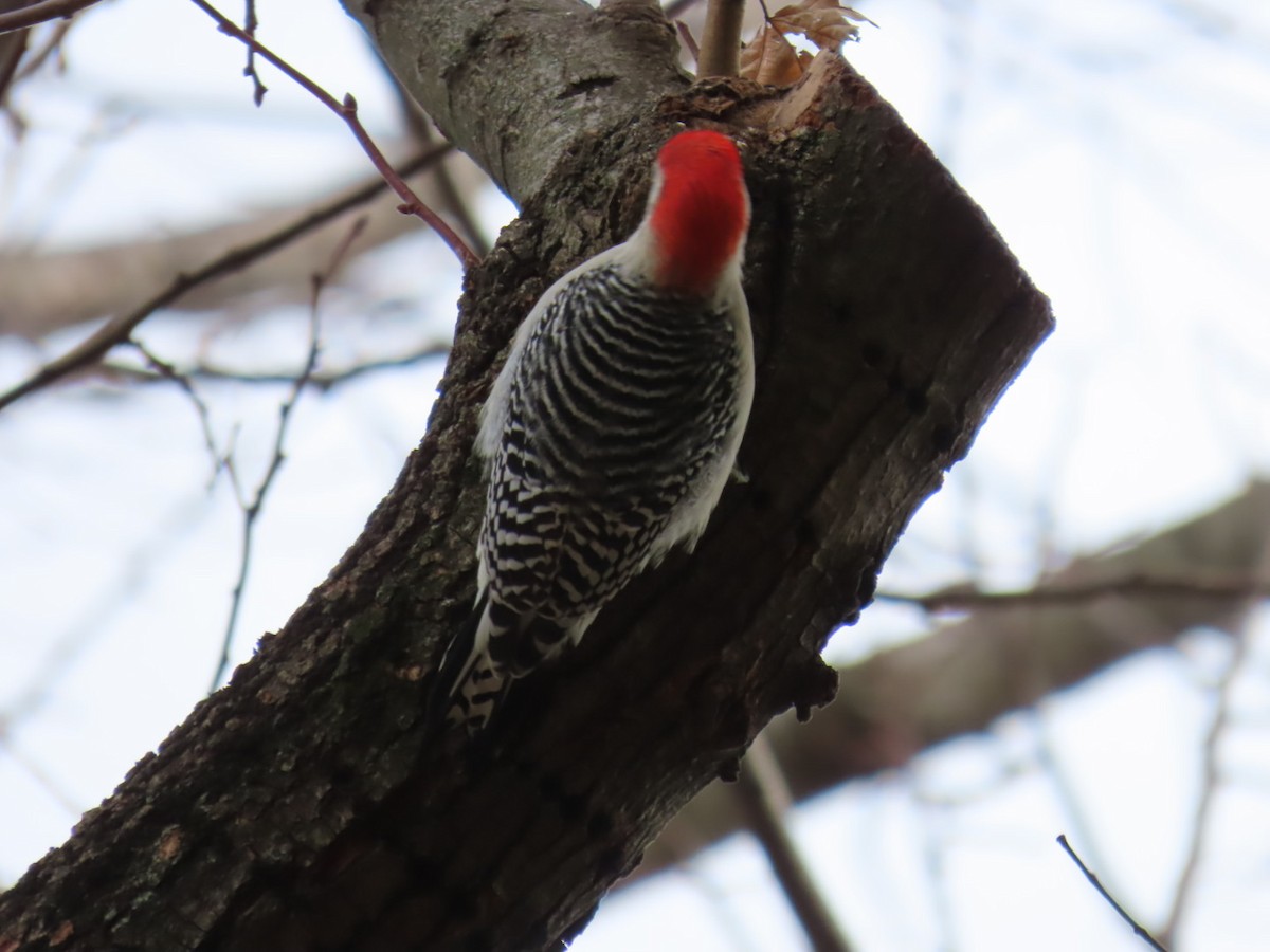 Red-bellied Woodpecker - ML645401916