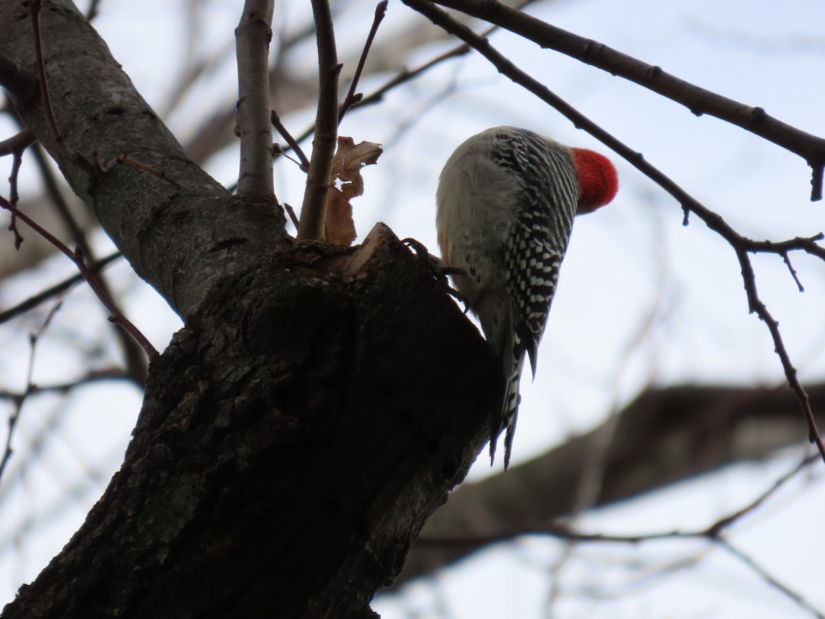 Red-bellied Woodpecker - ML645401917