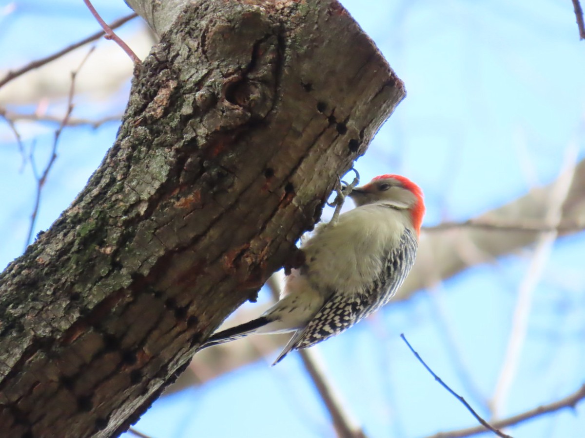 Red-bellied Woodpecker - ML645401918