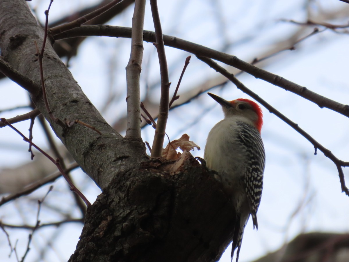 Red-bellied Woodpecker - ML645401919