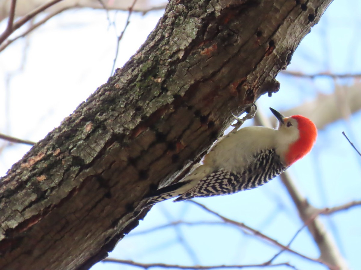 Red-bellied Woodpecker - ML645401920