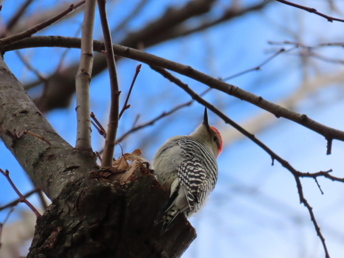 Red-bellied Woodpecker - ML645401921