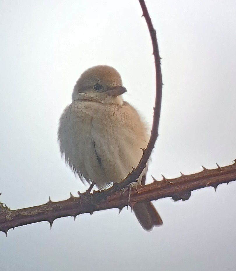 Isabelline Shrike - ML645401923