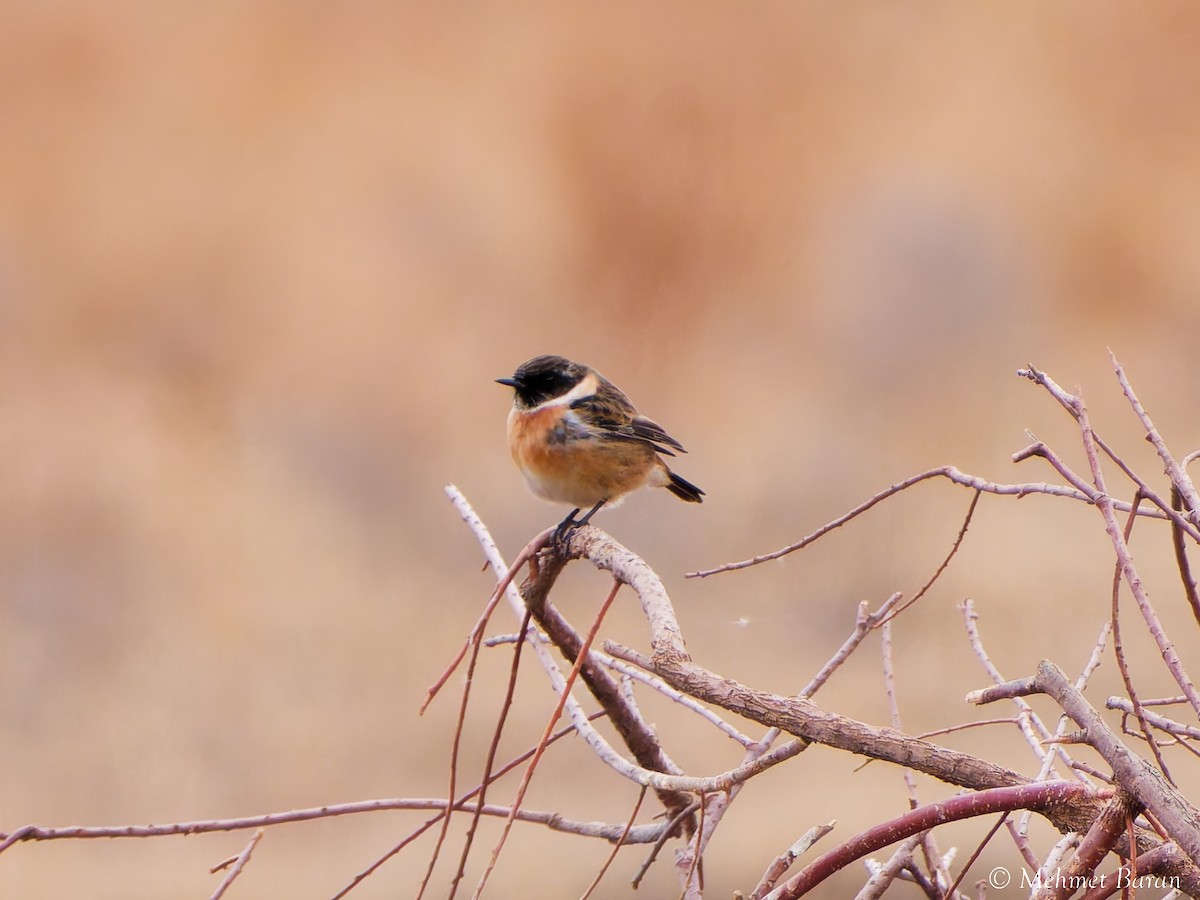 European Stonechat - ML645401934