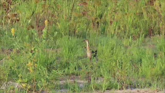 Пастушок королівський - ML645401937