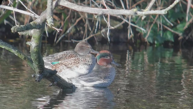 Чирянка мала (підвид crecca) - ML645401945
