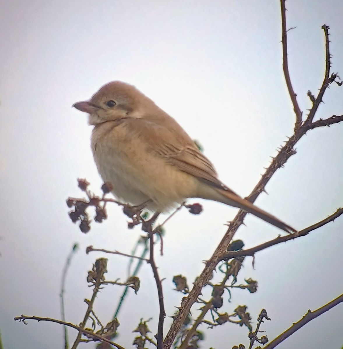 Isabelline Shrike - ML645401951