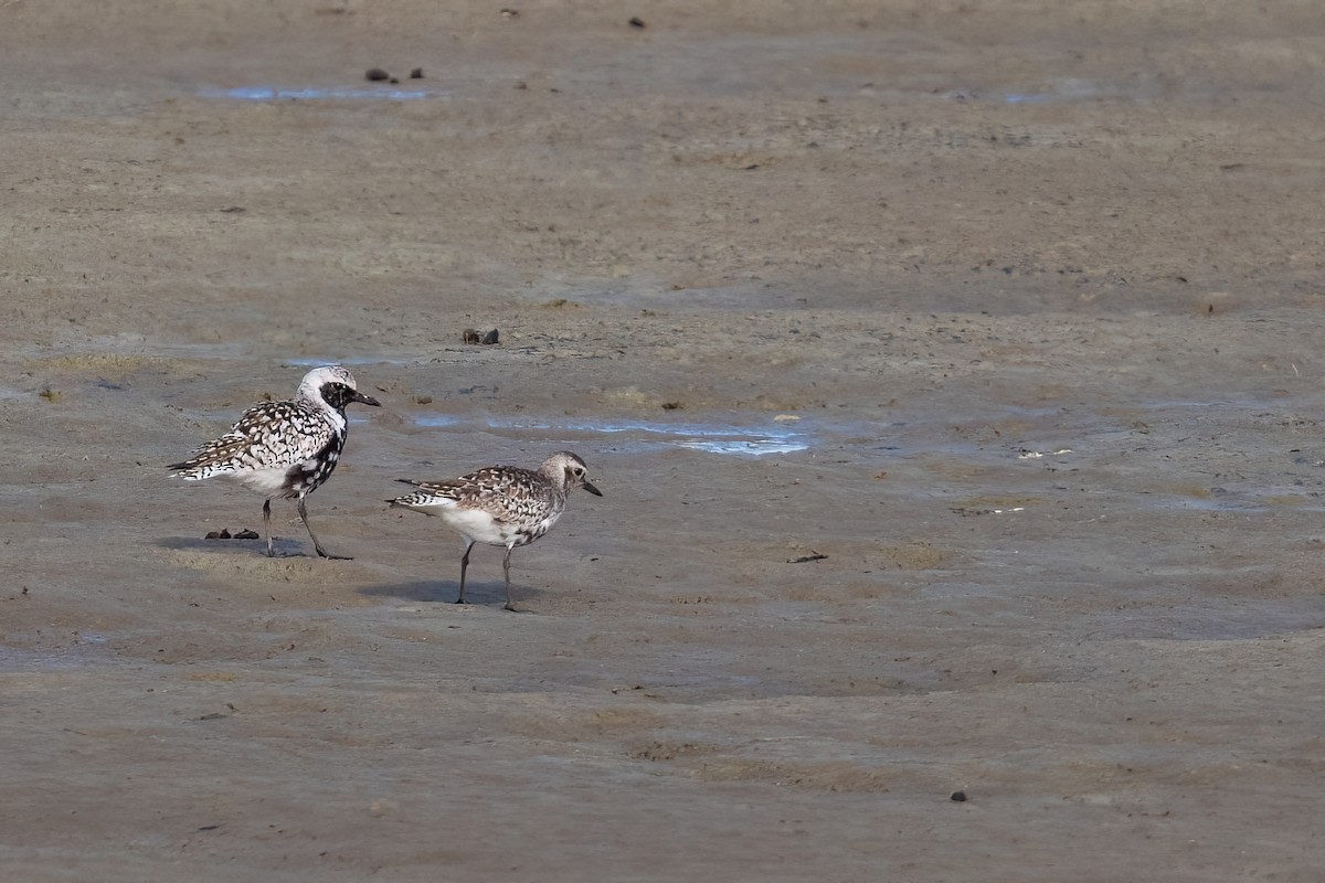 חופזי מנומר - ML645401953