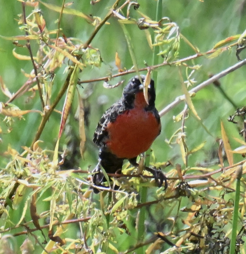 Red-breasted Meadowlark - ML645401956