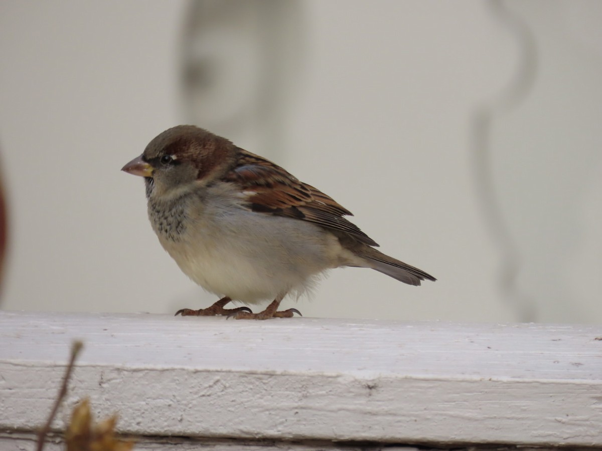 House Sparrow - ML645401958