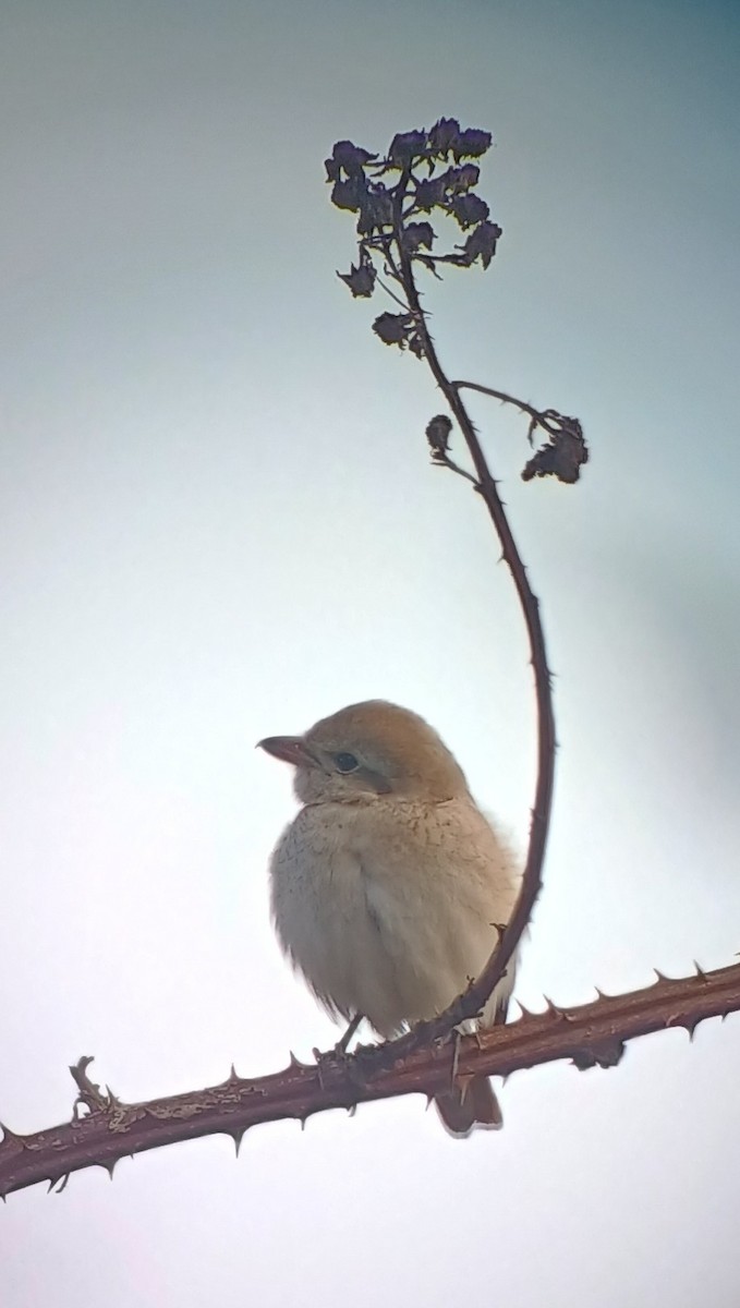 Isabelline Shrike - ML645401966