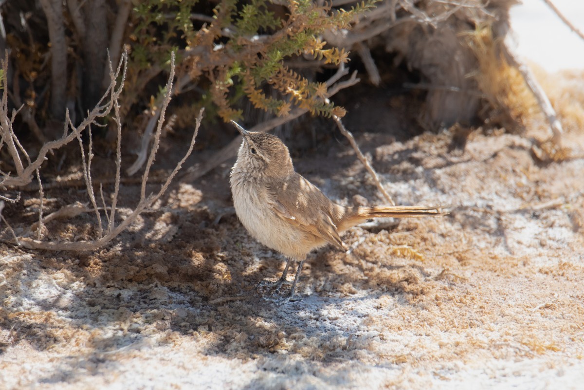 Cordilleran Canastero - ML645401968