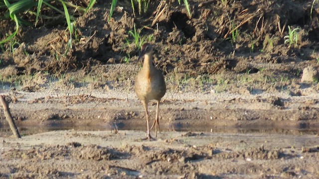 Пастушок королівський - ML645401971