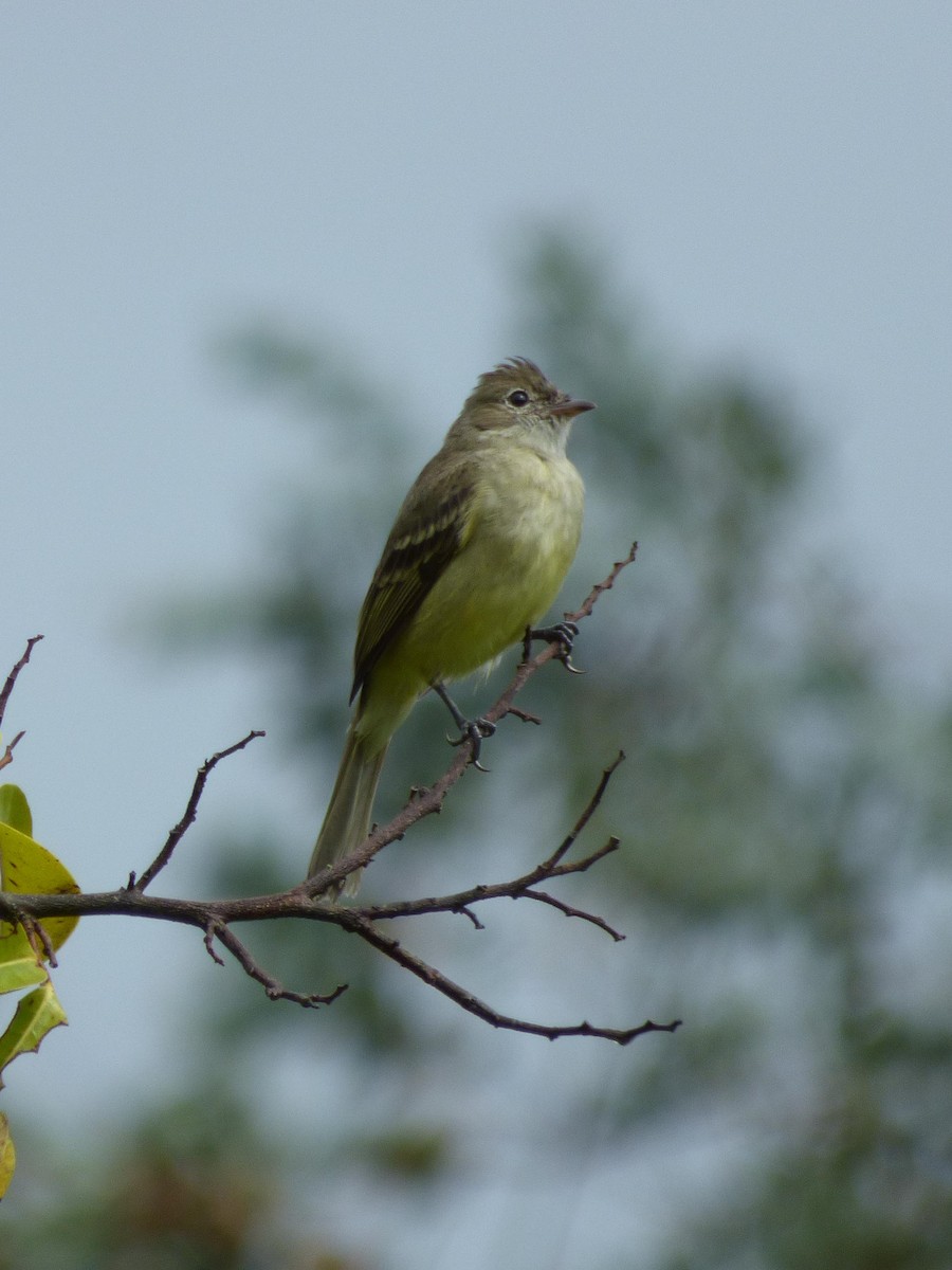 Желтобрюхая эления - ML645401981