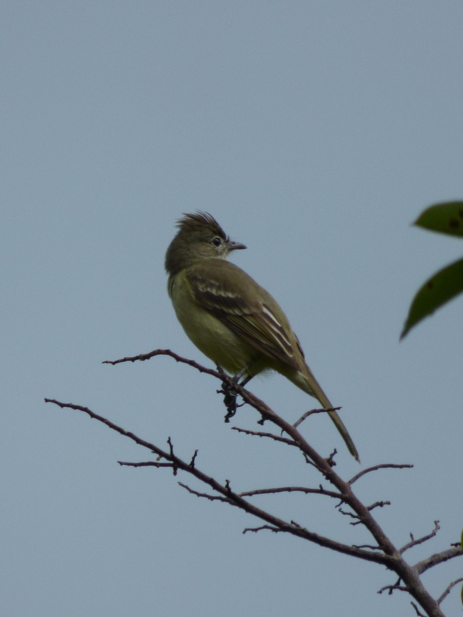 Желтобрюхая эления - ML645401982