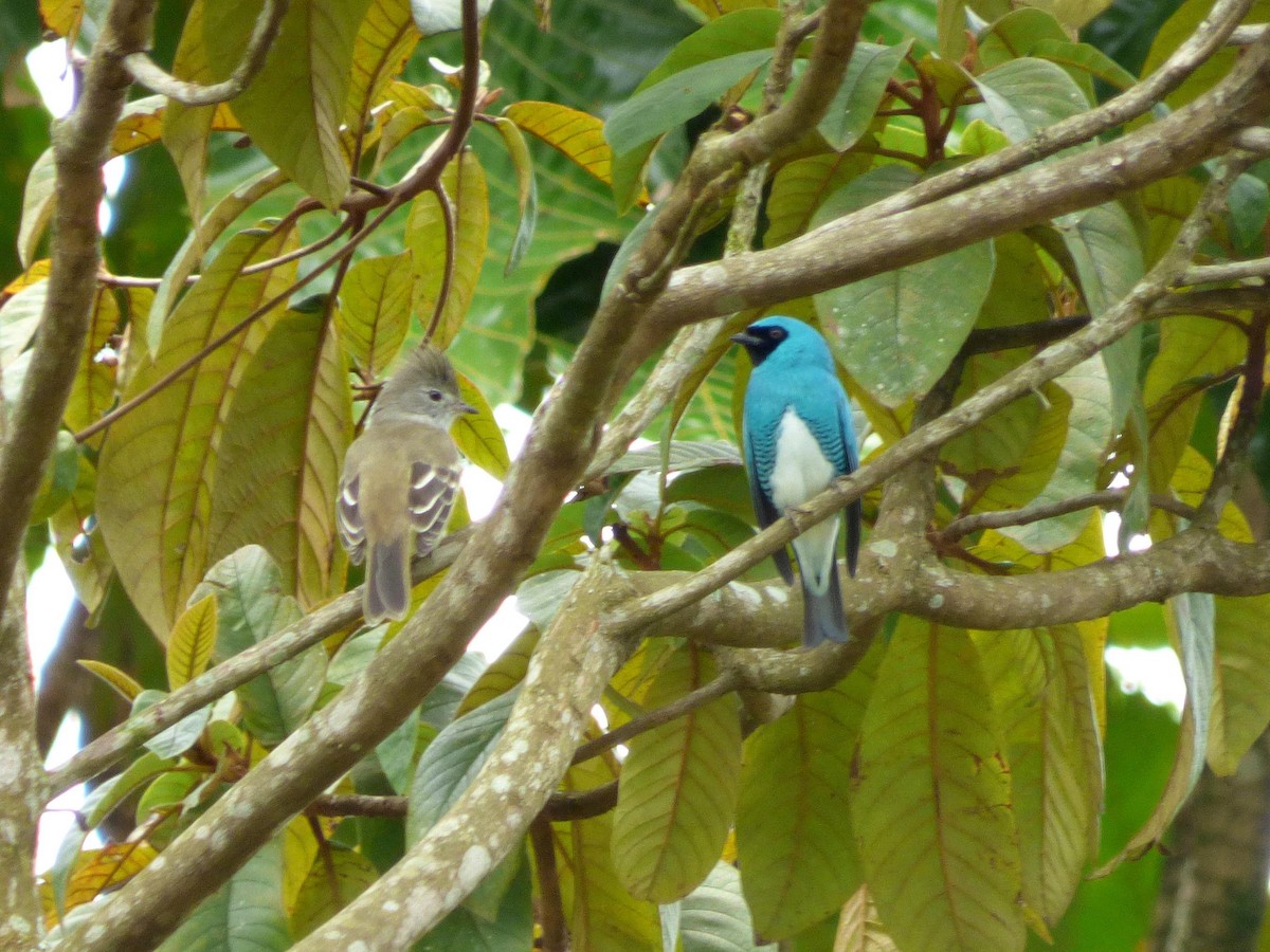 Желтобрюхая эления - ML645401983