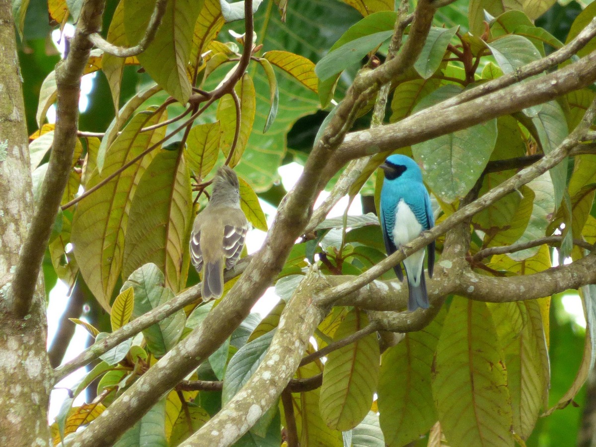 Желтобрюхая эления - ML645401984