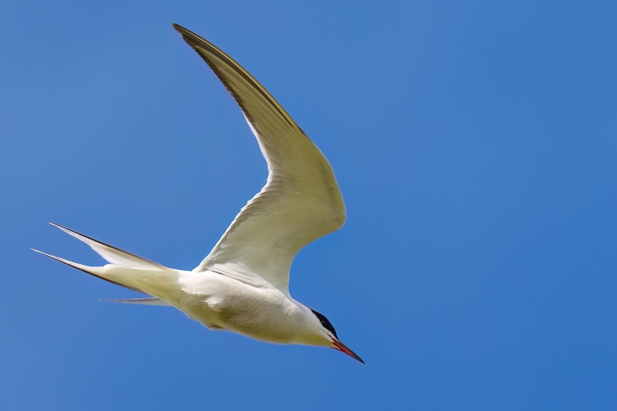 Common Tern - ML645401985