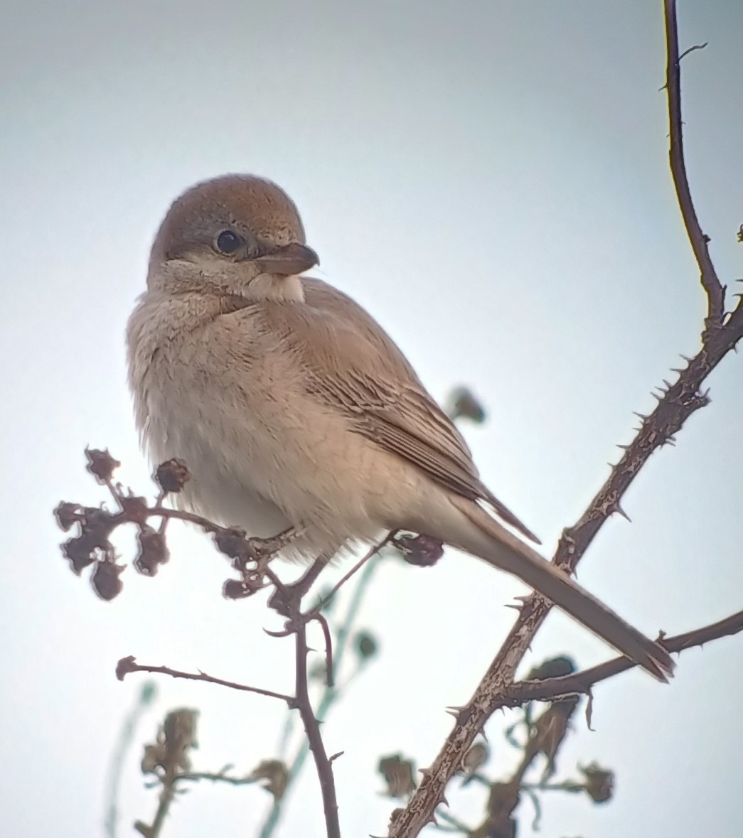 Isabelline Shrike - ML645401986