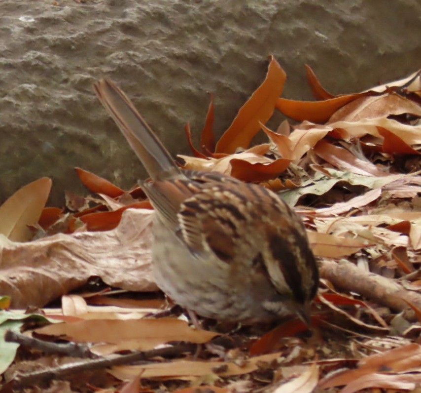 White-throated Sparrow - ML645401989