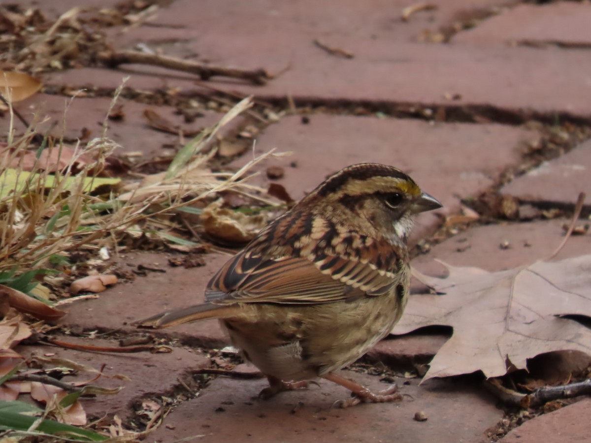 White-throated Sparrow - ML645401990