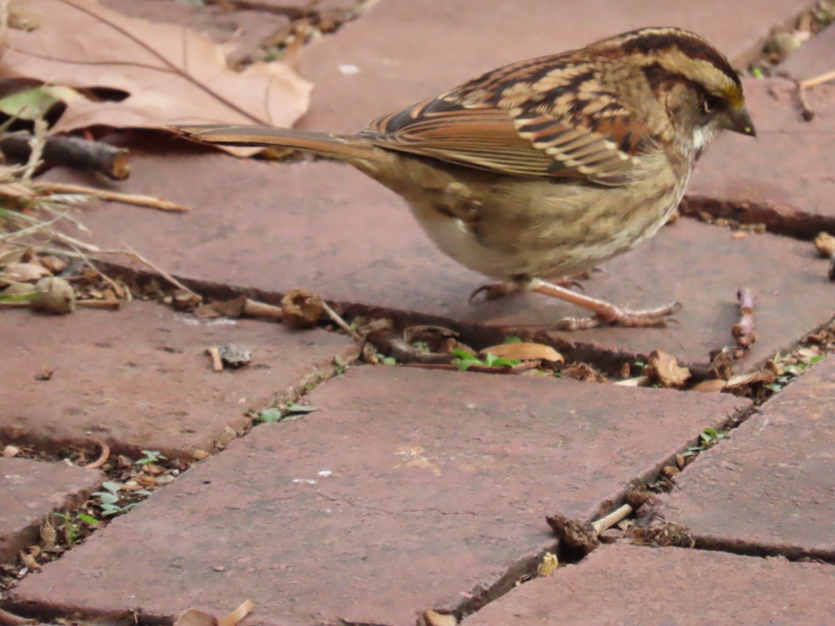 White-throated Sparrow - ML645401991