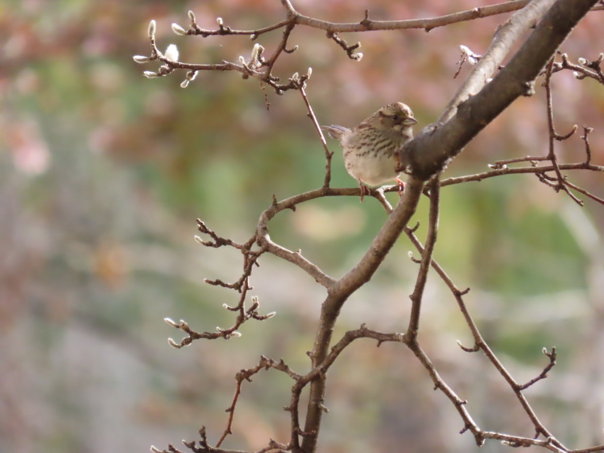 White-throated Sparrow - ML645401992
