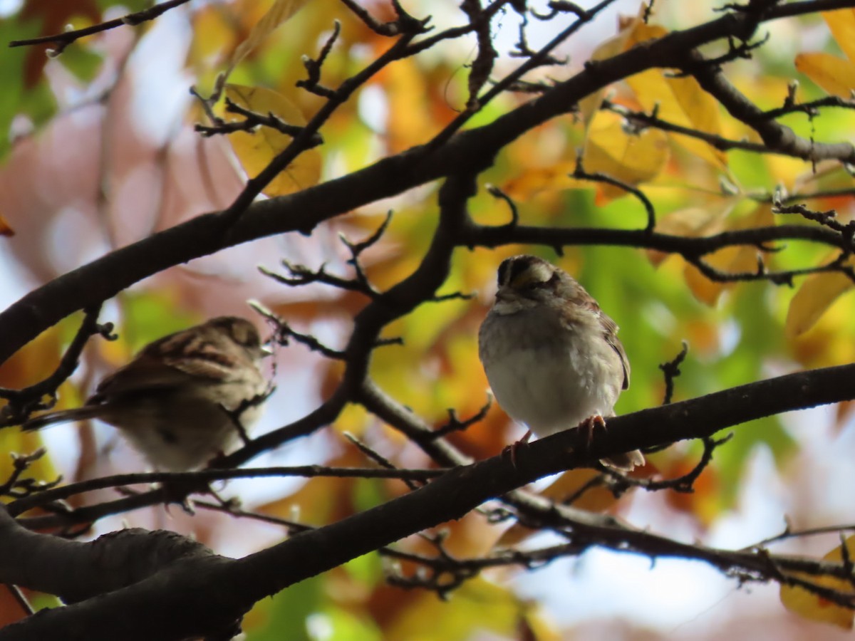 White-throated Sparrow - ML645401993