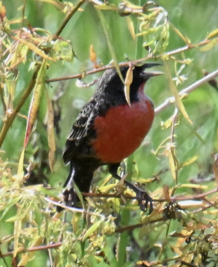 Red-breasted Meadowlark - ML645402033