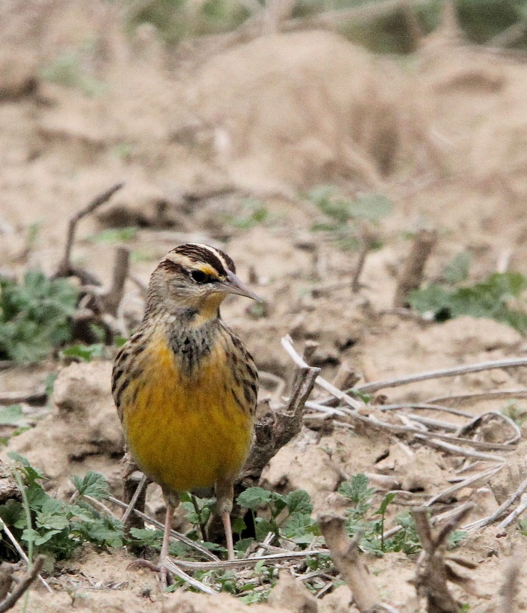 Eastern Meadowlark - ML645402038