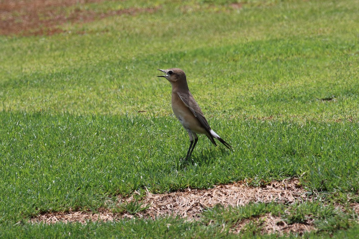 Isabelline Wheatear - ML645402041