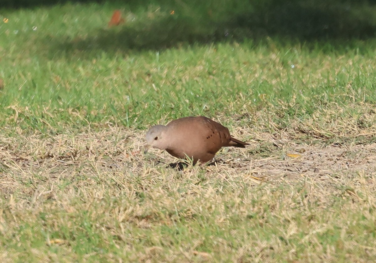 Коричневая земляная горлица - ML645402045