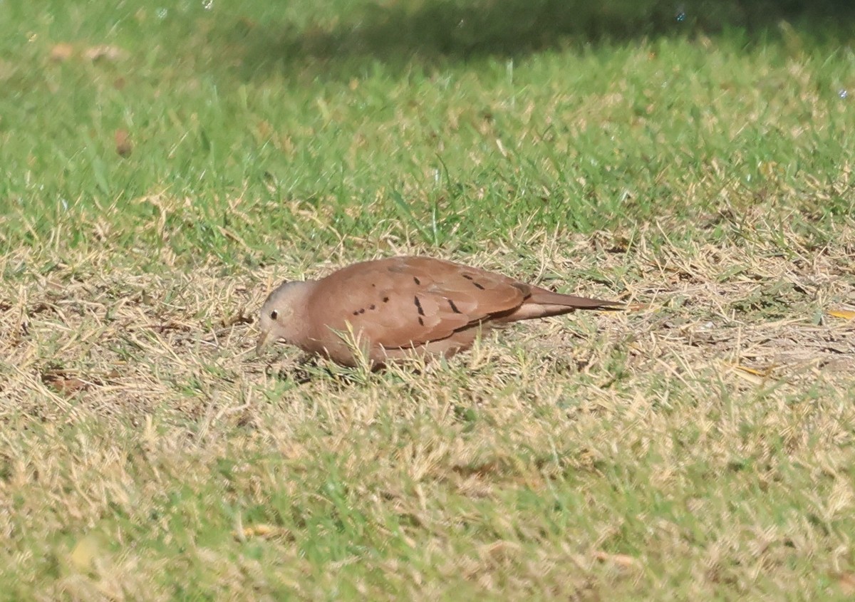 Коричневая земляная горлица - ML645402046
